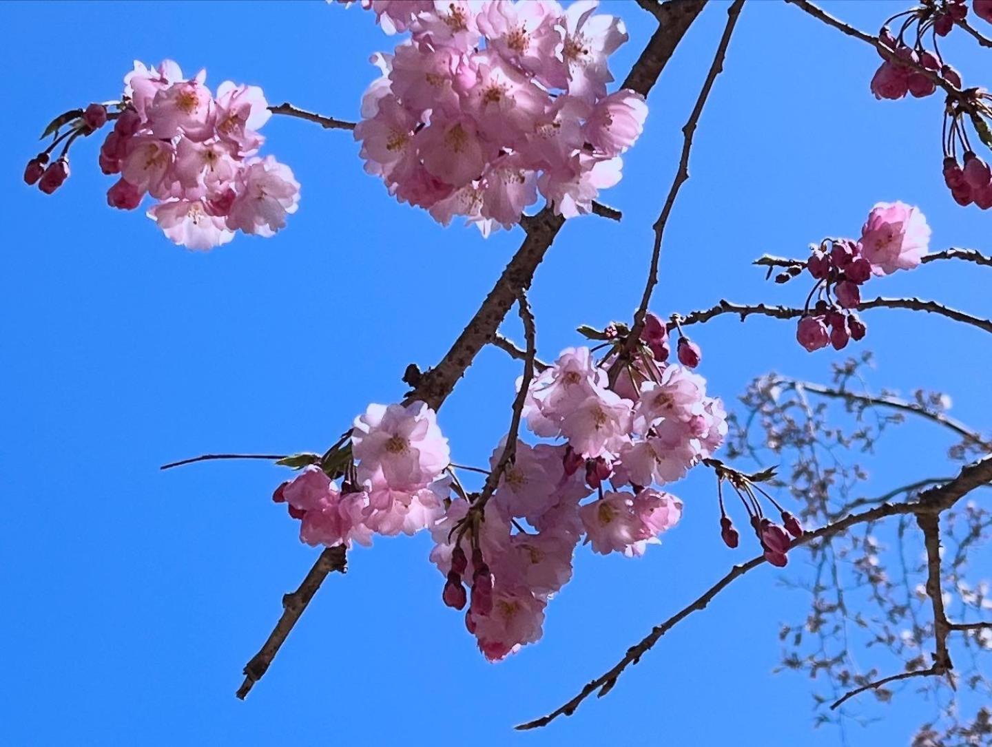 宮島 町家宿 進龍庵 Hatsukaichi Zewnętrze zdjęcie