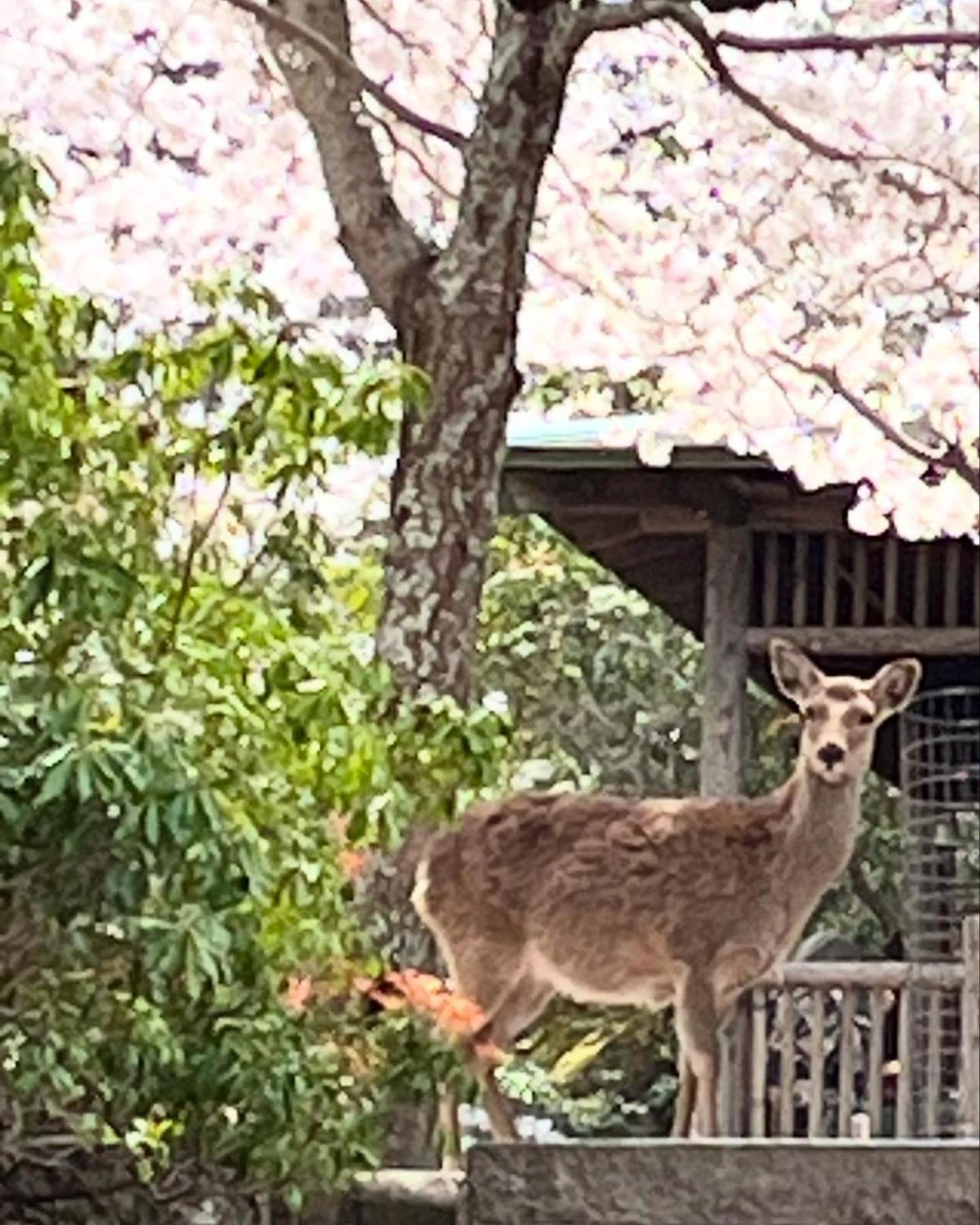 宮島 町家宿 進龍庵 Hatsukaichi Zewnętrze zdjęcie